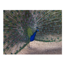Open Feathers Postcard