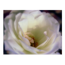 Open Rose Postcards
