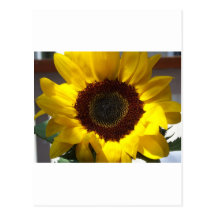 Open Sunflower Postcard