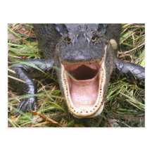 Open Wide! Florida Alligator Post Cards
