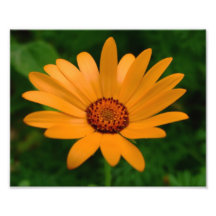 Orange African Daisy Photo print