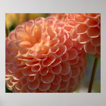 Orange and Pink Dahlia Posters