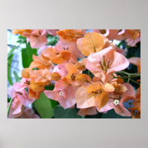 Orange and Pink Foliage Poster