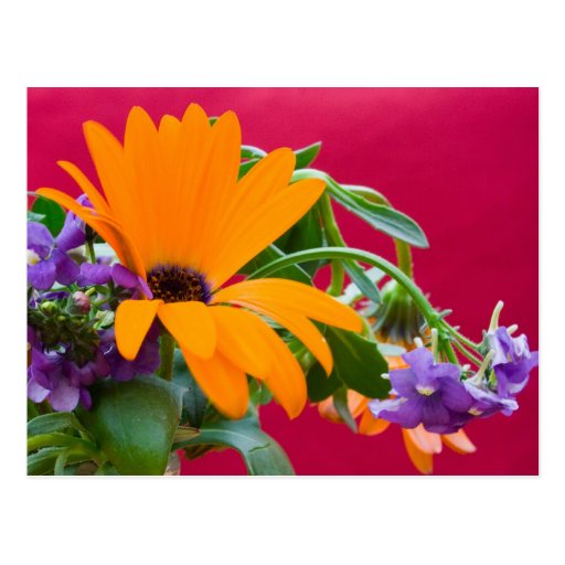 Orange And Purple Flower Theme Postcard
