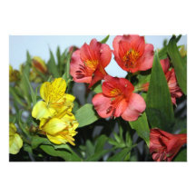 Orange and Yellow  Alstroemeria Flower Invitation