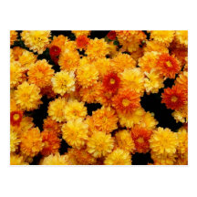 Orange and Yellow  Mums Post Cards