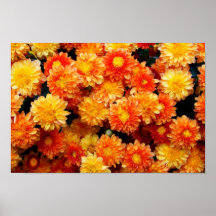 Orange and Yellow Mums Poster