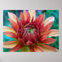 Orange Anemone Poster