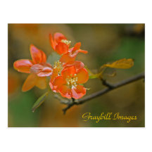Orange Apple Blossom Postcard