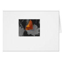 orange butterfly card