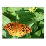 Orange Butterfly Postcard