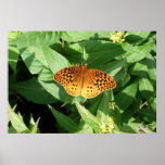 Orange Butterfly Poster/Print