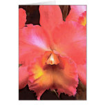 Orange Cattleya Orchid Blank Cards
