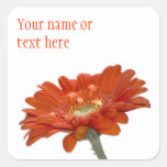 Orange Daisy Gerbera Flower Square Stickers
