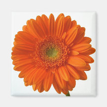 Orange Daisy Magnet