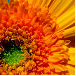 Orange Daisy Photo Sculpture