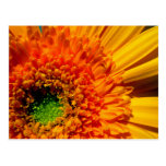 Orange Daisy Postcard