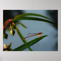 Orange Damselfly Pond Sunset Poster