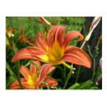 Orange Day Lillies Post Cards