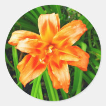 Orange Double Day Lily Stickers
