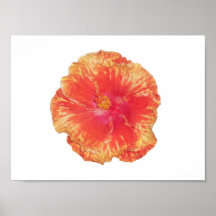 Orange Double Hibiscus Posters