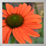 Orange Echinacea Flower Poster