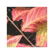 Orange Fall Foliage Wrapped Canvas Stretched Canvas Print