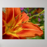 Orange Flower Poster