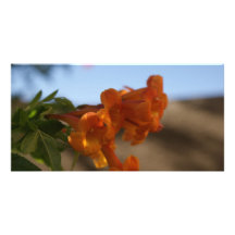 Orange Flowers Photo Cards