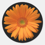 Orange Gerber Daisy Round Sticker