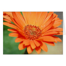 Orange Gerbera Daisy Cards