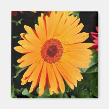 orange gerbera magnet