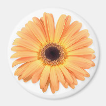 Orange Gerbera Magnet