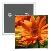 Orange Gerbera Pinback Button