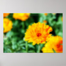 Orange Gerbera Print