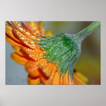 Orange Gerbera Poster