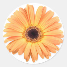 Orange Gerbera Stickers