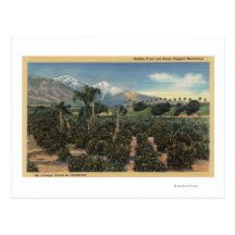 Orange Grove Scene with Snow Capped Mts Postcard