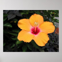 Orange Hibiscus Poster