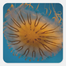 Orange Jellyfish Closeup Square Stickers