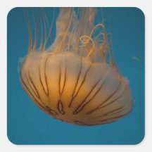 Orange Jellyfish Stickers