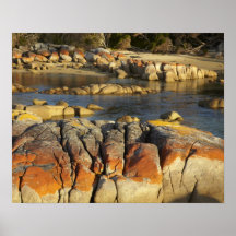 Orange Lichen on Rocks, Binalong Bay, Bay of Print