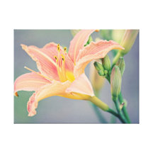 Orange Lily Canvas Gallery Wrap Gallery Wrap Canvas