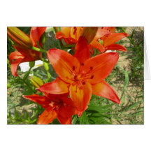 orange lily card