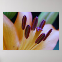 Orange Lily "Glow" Poster