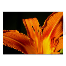 Orange Lily Note Card