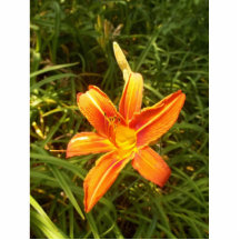 Orange Lily Photo Sculpture