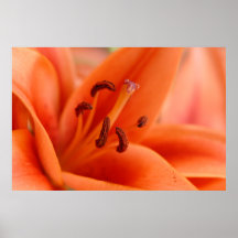 Orange Lily Poster