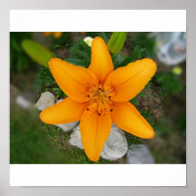 Orange Lily Print