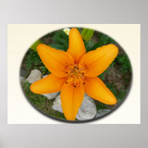 Orange Lily Posters